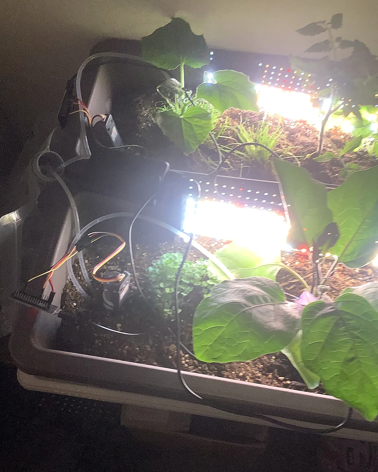 植物、照明、配線が見える栽培トレーの実機写真
